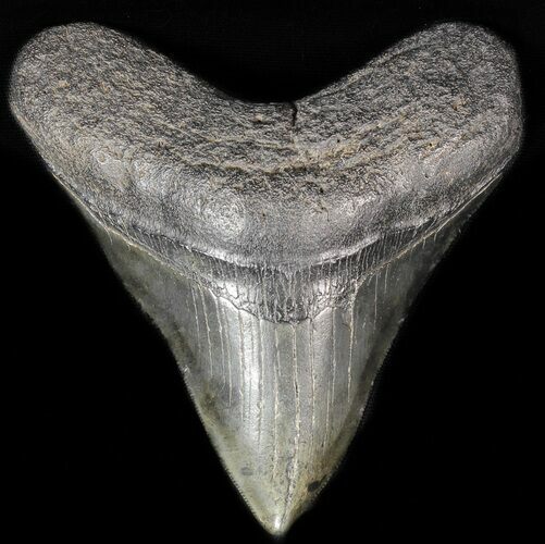 Fossil Megalodon Tooth - Georgia #57283